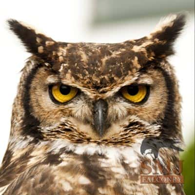 african spotted eagle owl