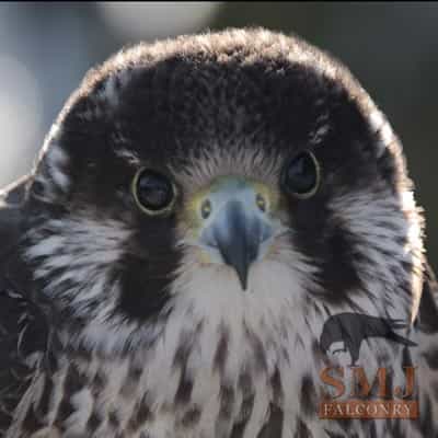 Peregrine Falcon