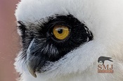 Sofia - Spectacled Owl