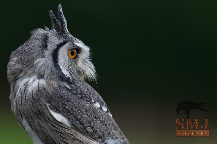 Photo by Tony & Carol Dilger Scops Owl