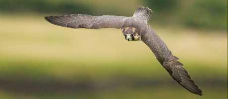 Peregrine Falcon