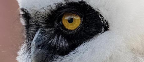Photo by Alex Hillier Owl Experience
