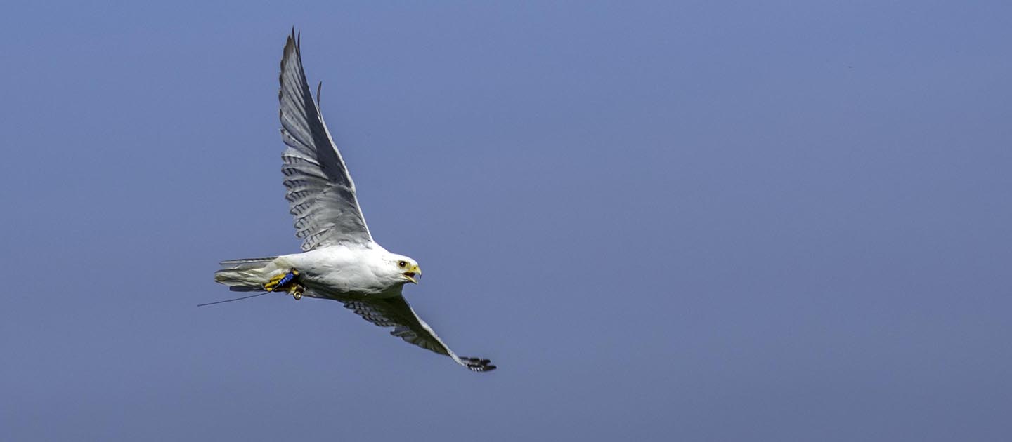 Peregrine Falcon Hybrid