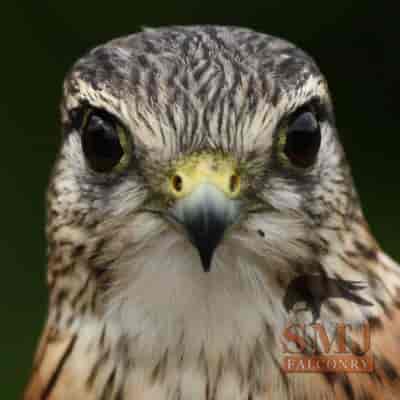 Merlin