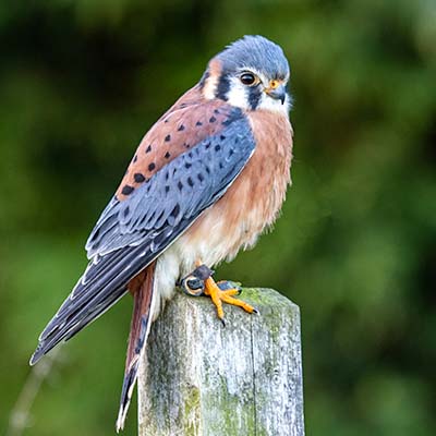 American Kestrel