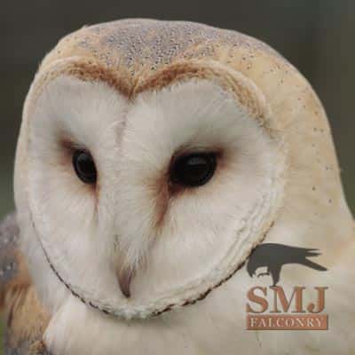 Barn Owl