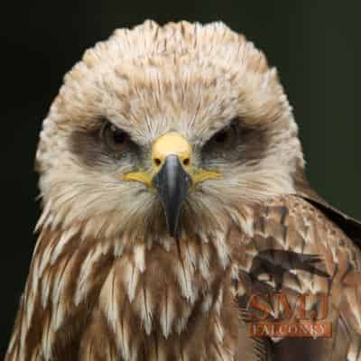 Black Kite