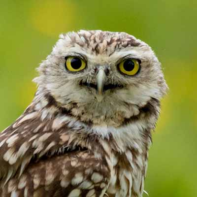 Burrowing Owl