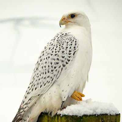 Gyr Falcon