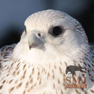 Gyr/Saker Falcon (Hybrid)