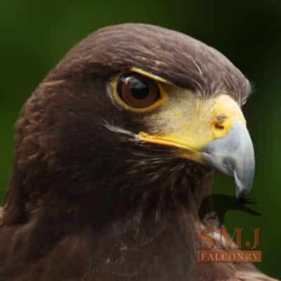 Harris Hawk