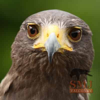 Harris Hawk