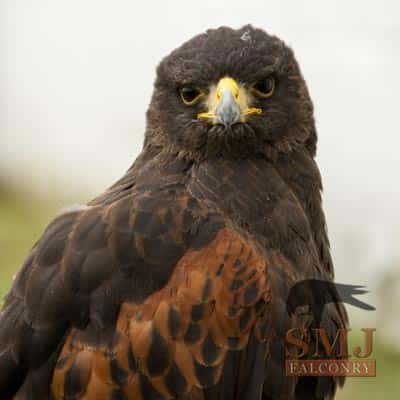 Harris Hawk