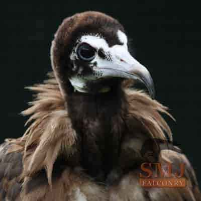 Hooded Vulture