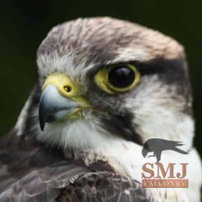 Lanner Falcon