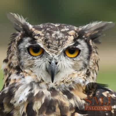 MacKinder's Eagle Owl
