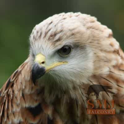 Red Kite