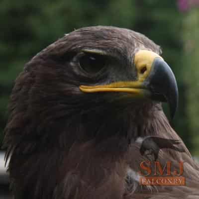 Steppe Eagle