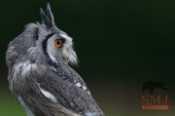 Midge - White Faced Owl