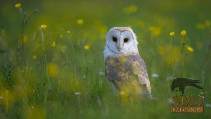 Photo by Tony & Carol Dilger Barn Owl
