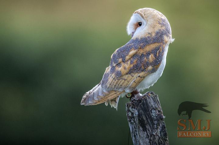 Barn Owl