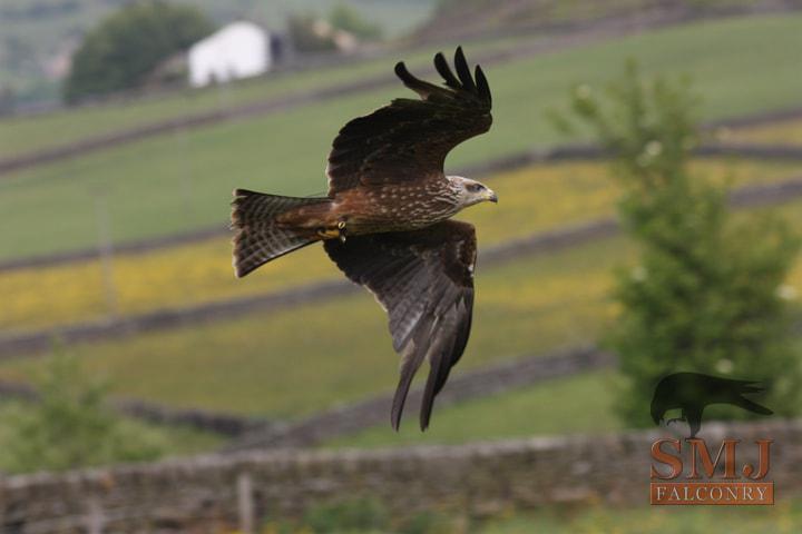 Black Kite