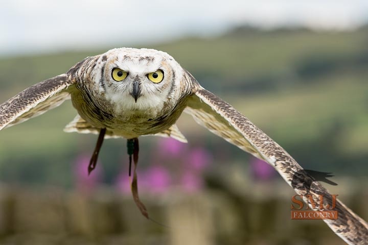 Photo by Larry James Great Horned Eagle Owl