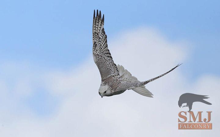 Gyrfalcon