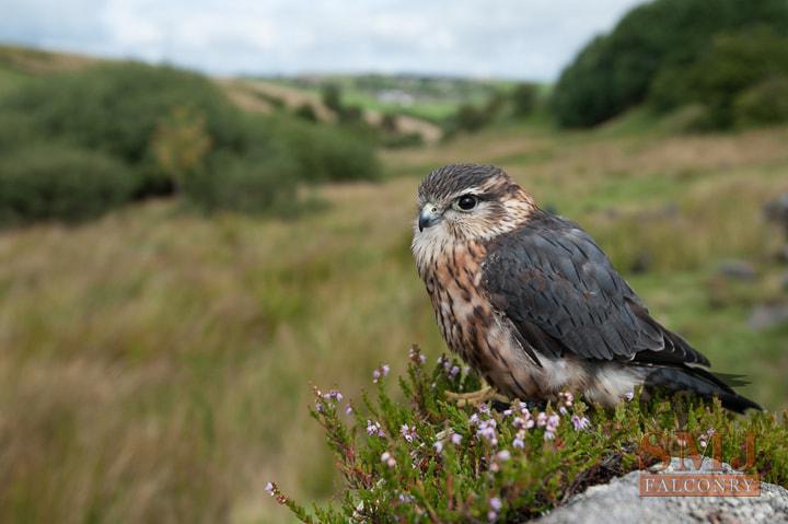 Merlin