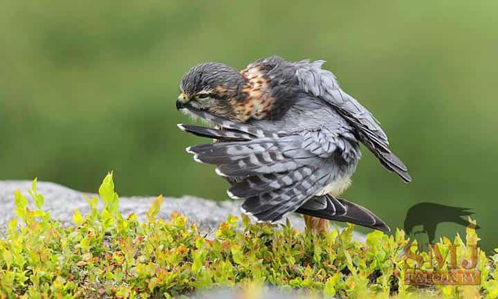 Merlin Preening