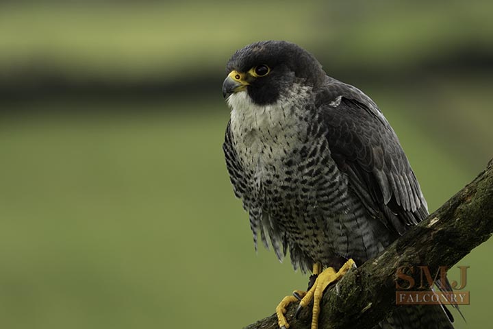 Peregrine Falcon