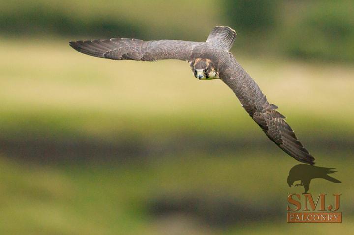 photo by Tony & Carol Dilger Peregrine Falcon