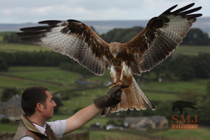 Red Kite