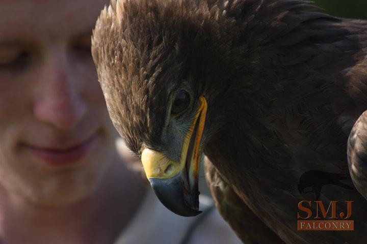 Steppe Eagle