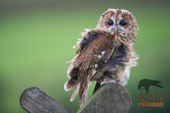 Tawny Owl