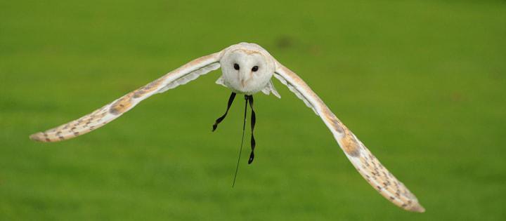 Barn Owl