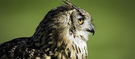 Bengal Eagle Owl