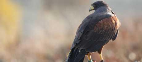 Harris Hawk