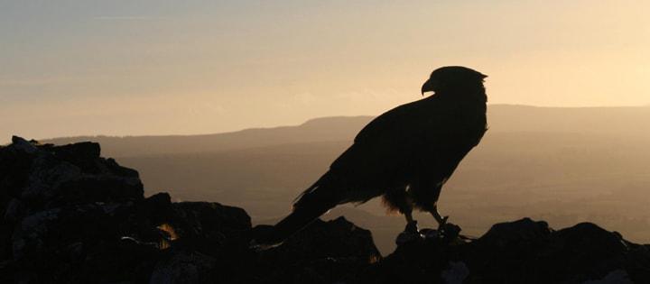 Harris Hawk