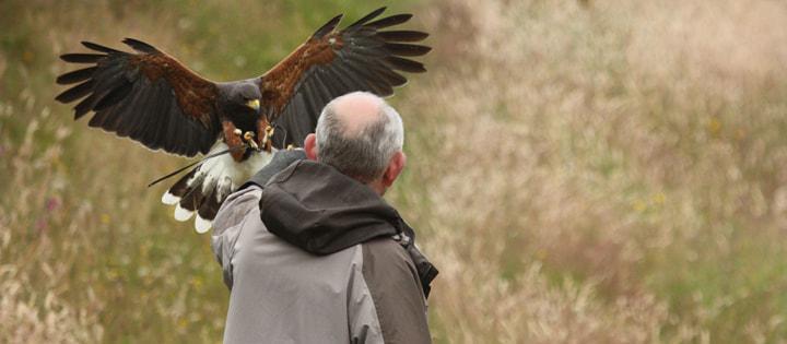 Full Day Birds of Prey Experience Thirsk Birds of Prey Centre