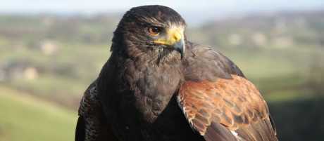 Harris Hawk