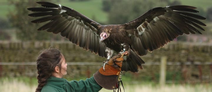 Hooded Vulture