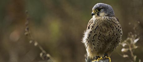 Kestrel