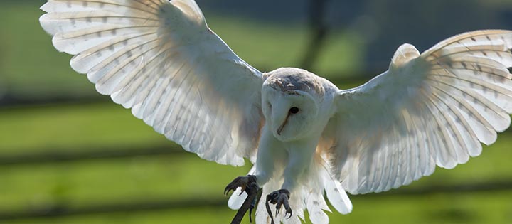 Thirsk Birds of Prey Centre (Falconry UK)