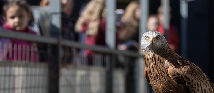 Red Kite