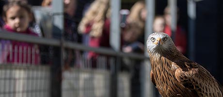 Red Kite