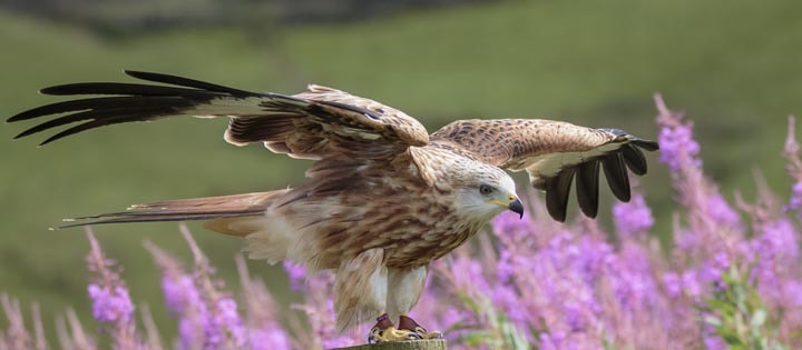 Red Kite